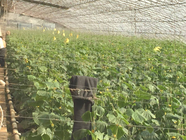 農業(yè)園區(qū)環(huán)境